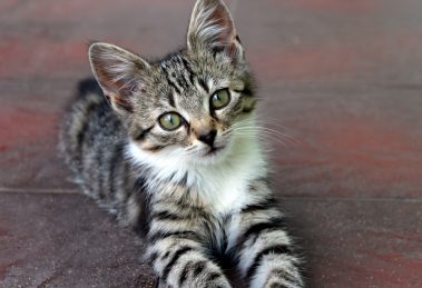 L Internet Des Chats Chats Net L Internet Des Chats Chats Net